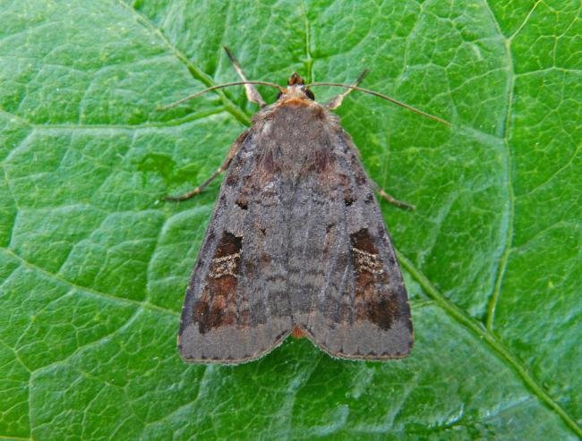 Purple Clay (Diarsia brunnea), adult. Chester-le-Street, 27-06-2009. Copyright Keith Dover.