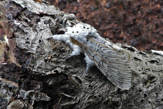 Puss Moth (Cerura vinula), adult. Chester-le-Street, 10-05-2020. Copyright Keith Dover.