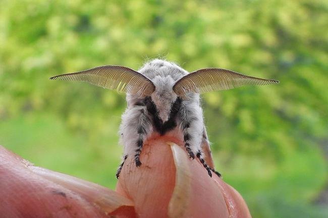 Puss Moth (Cerura vinula), adult. Chester-le-Street, 10-05-2020. Copyright Keith Dover.