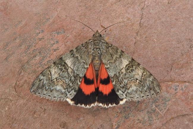 Red Underwing (Catocala nupta), adult. Chester-le-Street, 24-08-2018. Copyright Keith Dover.