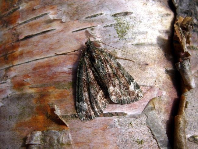 Red-Green Carpet (Chloroclysta siterata), adult. Chester-le-Street, 26-05-2005. Copyright Keith Dover.