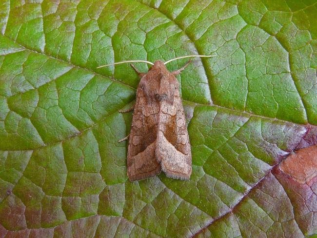 Rosy Rustic (Hydraecia micacea), adult. 03-08-2010. Copyright Keith Dover.