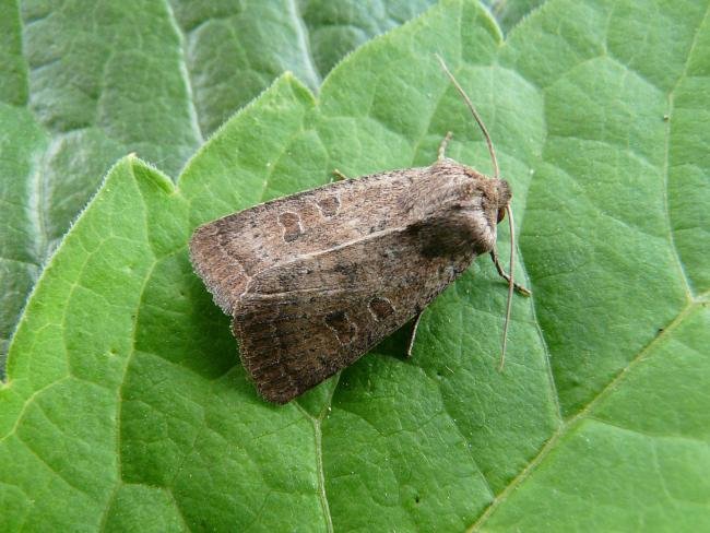 Rustic (Hoplodrina blanda), adult. Chester-le-Street, 19-07-2009. Copyright Keith Dover.