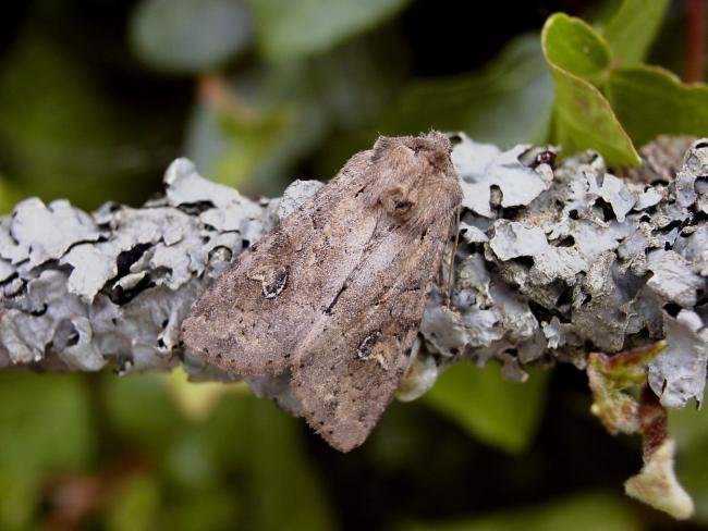 Rustic Shoulder-knot (Apamea sordens), adult. Chester-le-Street, 07-06-2007. Copyright Keith Dover.