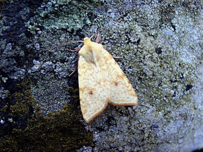 Sallow (Cirrhia icteritia), adult. 22-08-2004. Copyright Keith Dover.