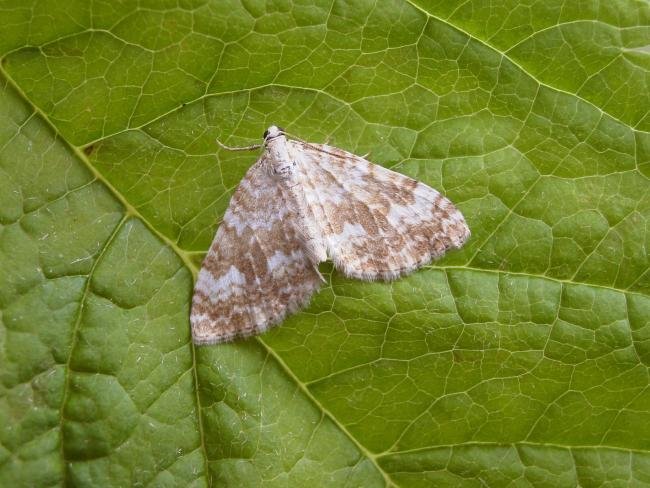 Sandy Carpet (Perizoma flavofasciata), adult. Chester-le-Street, 24-05-2007. Copyright Keith Dover.