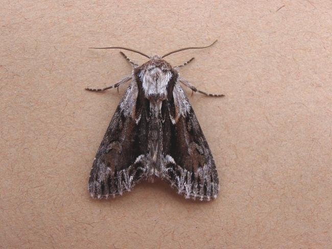 Saxon (Hyppa rectilinea), adult. 14-06-2006. Copyright Keith Dover.