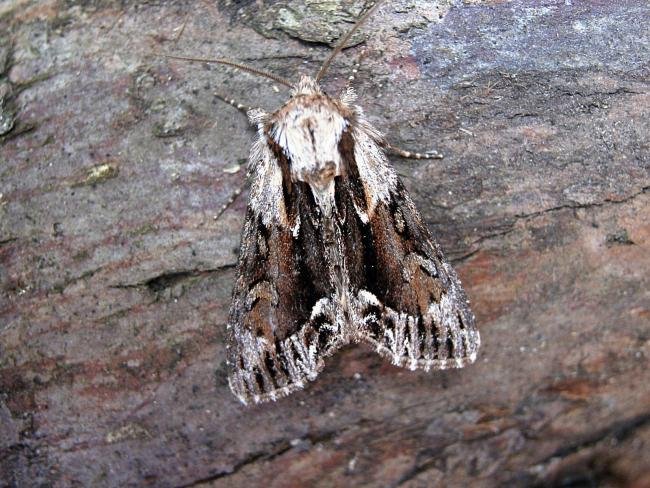 Saxon (Hyppa rectilinea), adult. 14-06-2006. Copyright Keith Dover.