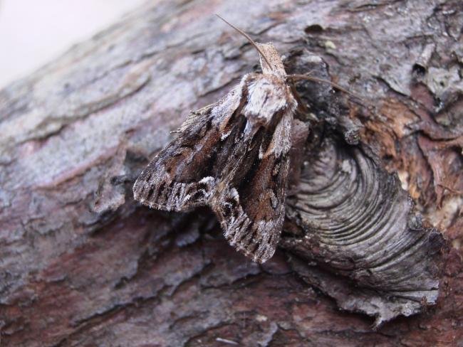 Saxon (Hyppa rectilinea), adult. 14-06-2006. Copyright Keith Dover.