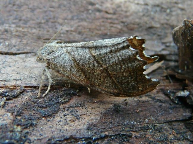 Scalloped Hook-tip (Falcaria lacertinaria), adult. 29-05-2009. Copyright Keith Dover.