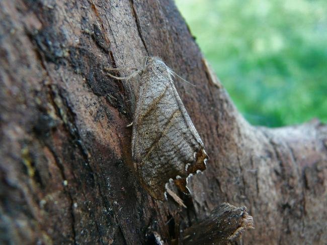 Scalloped Hook-tip (Falcaria lacertinaria), adult. 29-05-2009. Copyright Keith Dover.