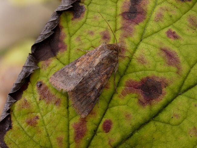 Scarce Bordered Straw (Helicoverpa armigera), adult. Chester-le-Street, 25-09-2006. Copyright Keith Dover.