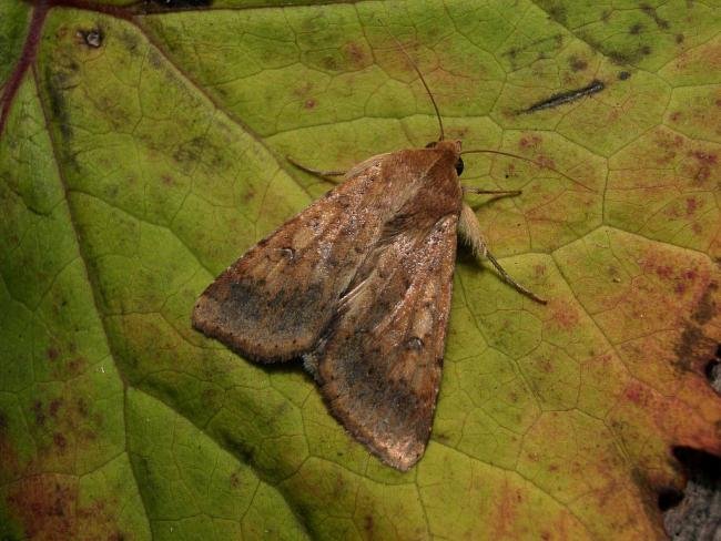 Scarce Bordered Straw (Helicoverpa armigera), adult. 20-09-2004. Copyright Keith Dover.