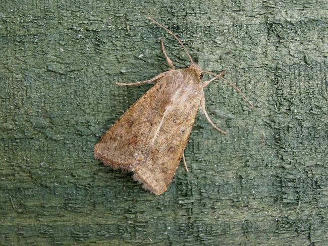 Scarce Bordered Straw (Helicoverpa armigera), adult. Chester-le-Street, 16-09-2006. Copyright Keith Dover.