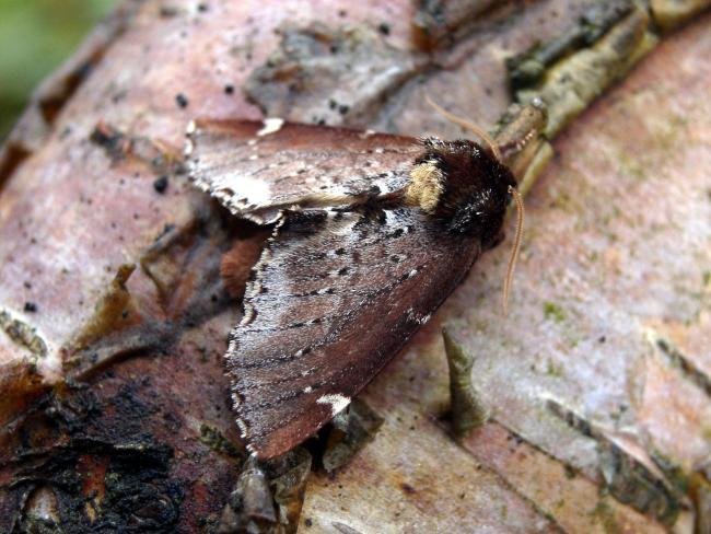 Scarce Prominent (Odontosia carmelita), adult. Chester-le-Street, 01-05-2005. Copyright Keith Dover.