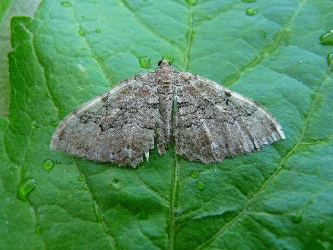 Scarce Tissue (Rheumaptera cervinalis), adult. 31-05-2009. Copyright Keith Dover.