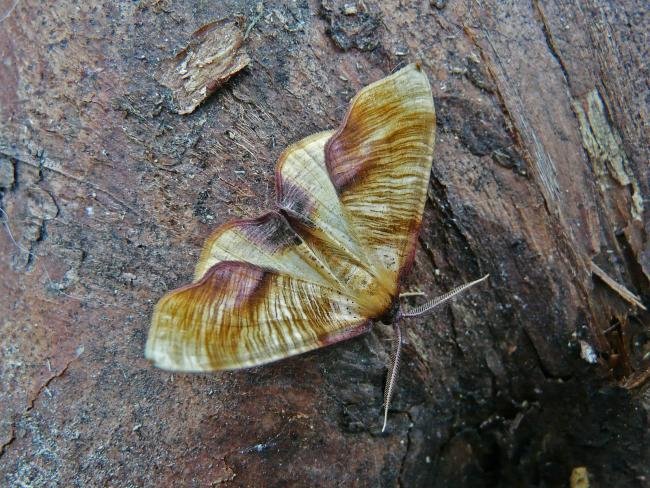 Scorched Wing (Plagodis dolabraria), adult. 29-05-2009. Copyright Keith Dover.