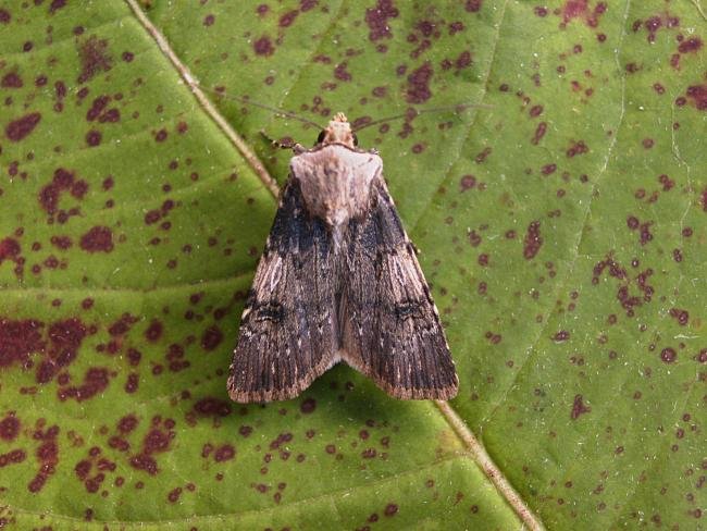 Shuttle-shaped Dart (Agrotis puta), adult. Chester-le-Street, 28-09-2006. Copyright Keith Dover.