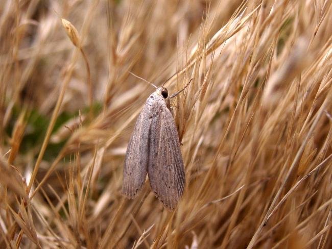 Silky Wainscot (Chilodes maritima), adult. Taken outside Durham, 19-06-2004. Copyright Keith Dover.