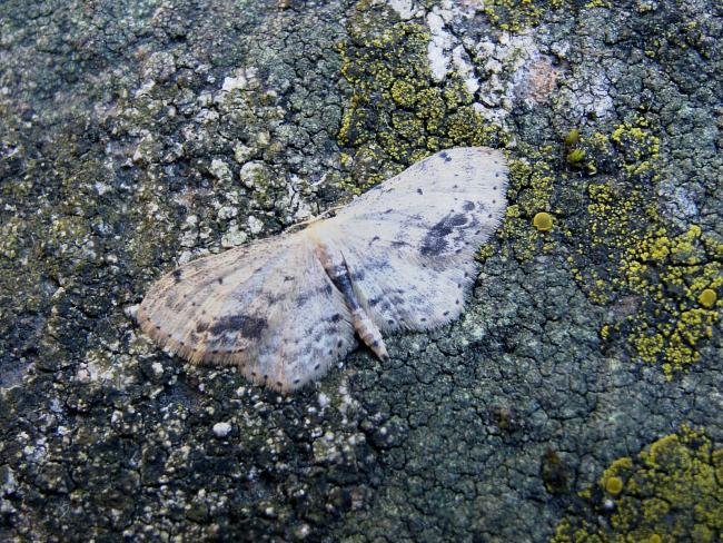 Single-dotted Wave (Idaea dimidiata), adult. Chester-le-Street, 12-07-2005. Copyright Keith Dover.