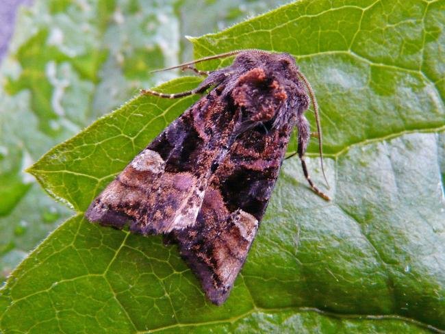 Small Angle Shades (Euplexia lucipara), adult. 16-06-2009. Copyright Keith Dover.