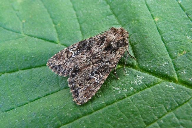 Small Clouded Brindle (Apamea unanimis), adult. 03-07-2013. Copyright Keith Dover.