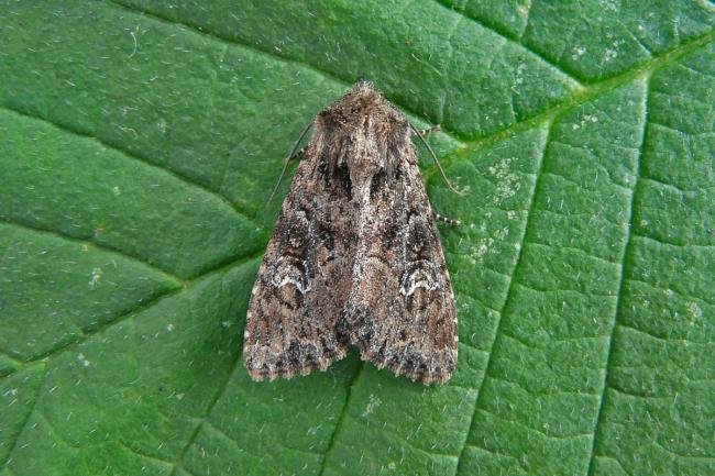 Small Clouded Brindle (Apamea unanimis), adult. 03-07-2013. Copyright Keith Dover.