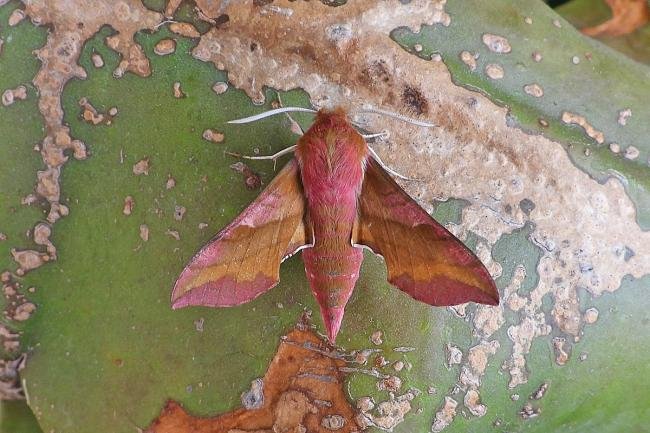 Small Elephant Hawk-moth (Deilephila porcellus), adult. Chester-le-Street, 06-06-2019. Copyright Keith Dover.