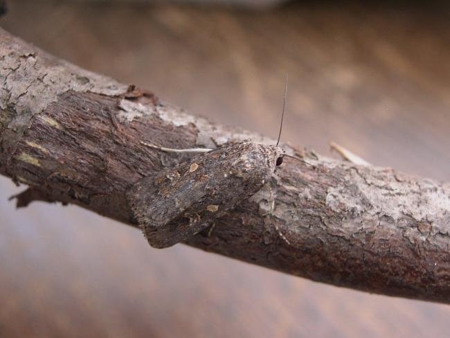 Small Mottled Willow (Spodoptera exigua), adult. Taken outside Durham, 17-08-2006. Copyright Keith Dover.