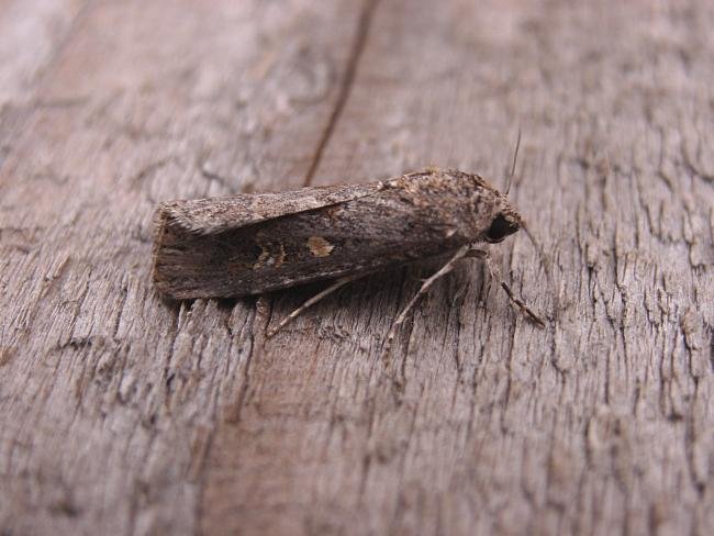 Small Mottled Willow (Spodoptera exigua), adult. Taken outside Durham, 17-08-2006. Copyright Keith Dover.