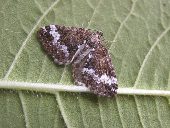 Small Rivulet (Perizoma alchemillata), adult. Chester-le-Street, 03-07-2006. Copyright Keith Dover.