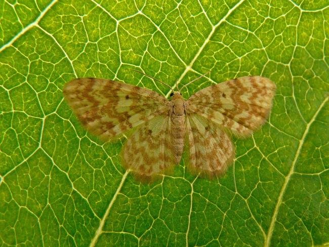 Small Yellow Wave (Hydrelia flammeolaria), adult. 15-06-2009. Copyright Keith Dover.