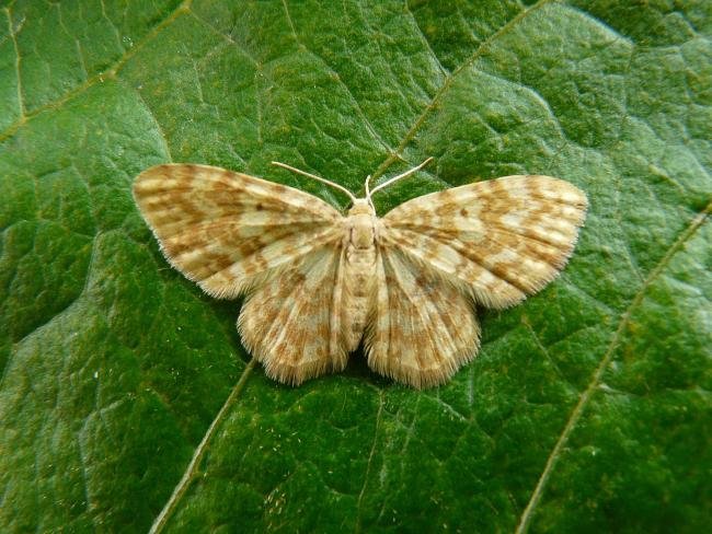 Small Yellow Wave (Hydrelia flammeolaria), adult. 15-06-2009. Copyright Keith Dover.