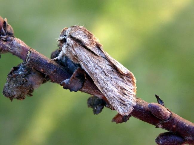 Sprawler (Asteroscopus sphinx), adult. 28-10-2007. Copyright Keith Dover.