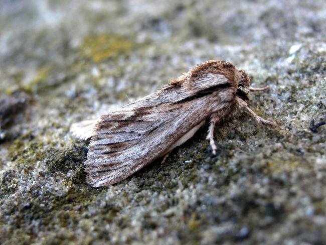 Sprawler (Asteroscopus sphinx), adult. 28-10-2007. Copyright Keith Dover.