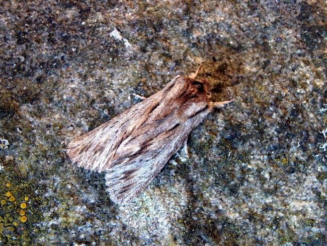 Sprawler (Asteroscopus sphinx), adult. 28-10-2007. Copyright Keith Dover.