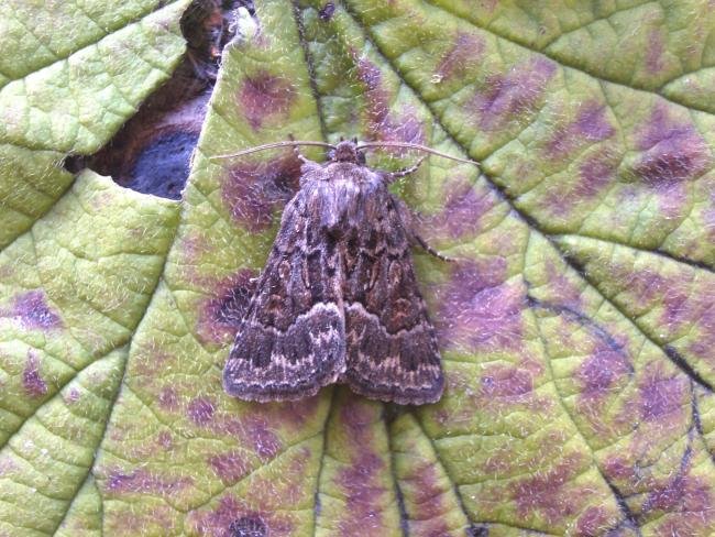 Straw Underwing (Thalpophila matura), adult. Taken outside Durham, 19-07-2007. Copyright Keith Dover.