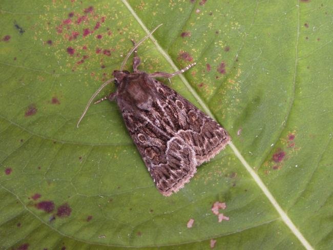 Straw Underwing (Thalpophila matura), adult. Taken outside Durham, 18-08-2006. Copyright Keith Dover.