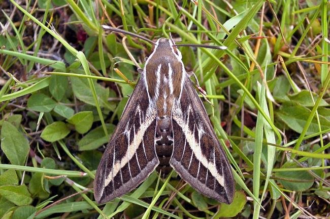 Striped Hawk-moth (Hyles livornica), adult. 13-06-2006. Copyright Keith Dover.