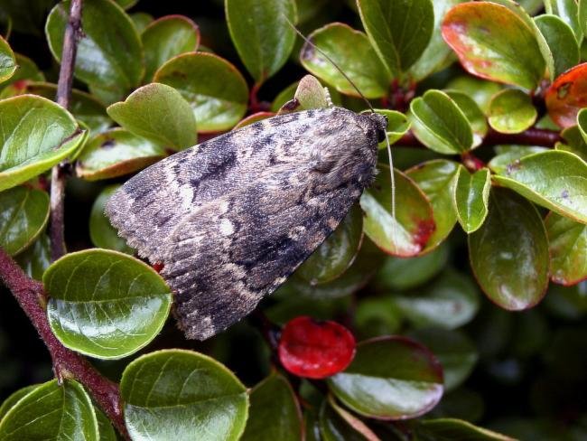 Svensson's Copper Underwing (Amphipyra berbera), adult. Knitsley Fell, 18-08-2004. Copyright Keith Dover.