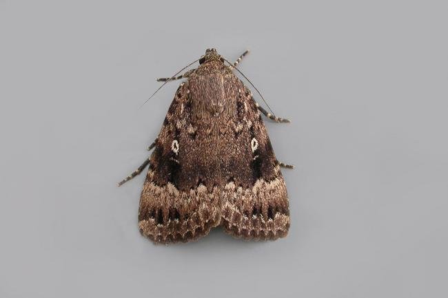 Svensson's Copper Underwing (Amphipyra berbera), adult. Chester-le-Street, 10-08-2015. Copyright Keith Dover.