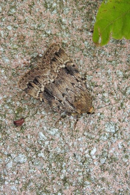 Svensson's Copper Underwing (Amphipyra berbera), adult. Chester-le-Street, 16-08-2017. Copyright Keith Dover.