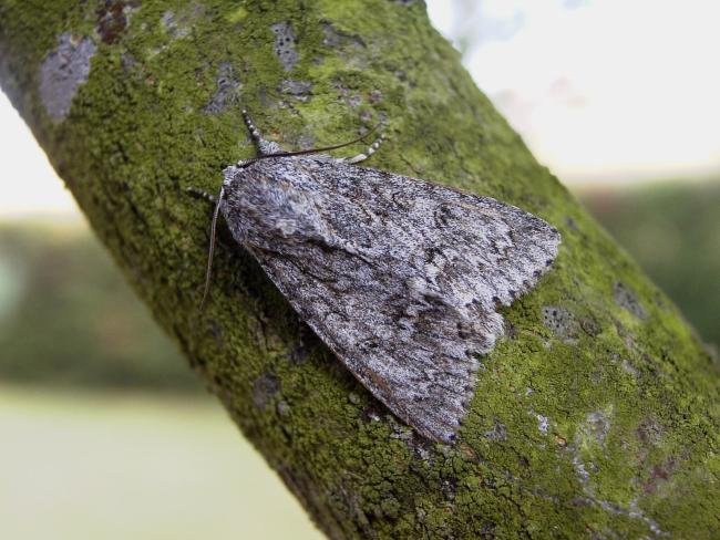 Sycamore (Acronicta aceris), adult. 27-07-2006. Copyright Keith Dover.