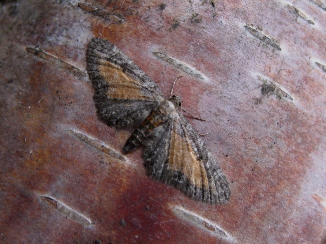 Tawny Speckled Pug (Eupithecia icterata), adult. 21-07-2005. Copyright Keith Dover.