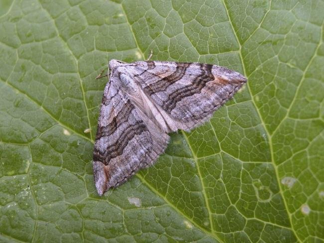 Treble-bar (Aplocera plagiata), adult. 01-08-2006. Copyright Keith Dover.