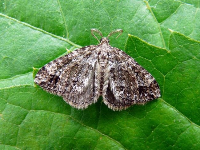 Twin-spot Carpet (Mesotype didymata), adult. 08-07-2008. Copyright Keith Dover.