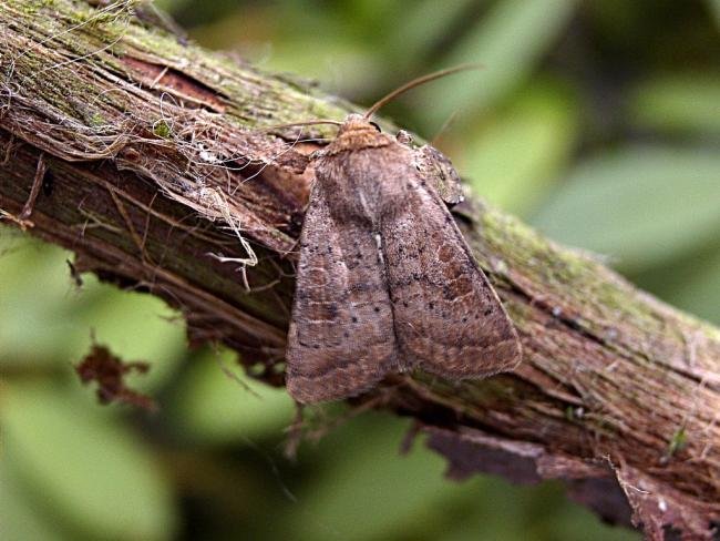 Uncertain (Hoplodrina octogenaria), adult. Chester-le-Street, 05-07-2004. Copyright Keith Dover.