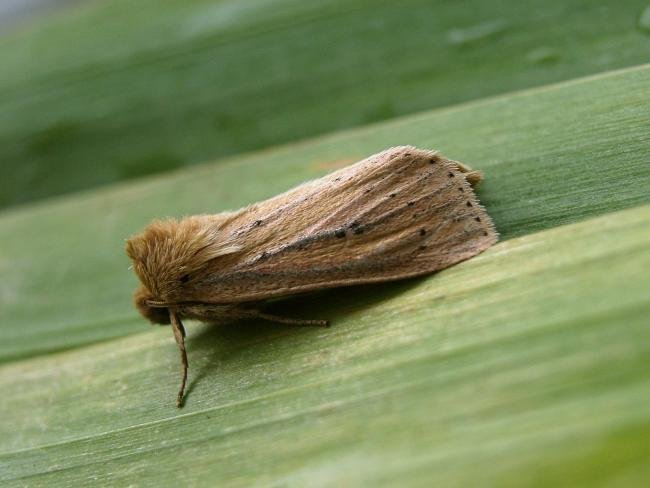 Webb's Wainscot (Globia sparganii), adult. 18-08-2006. Copyright Keith Dover.