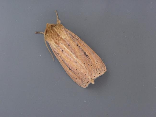 Webb's Wainscot (Globia sparganii), adult. 18-08-2006. Copyright Keith Dover.