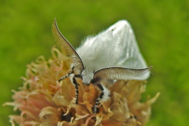 White Satin (Leucoma salicis), adult. Chester-le-Street, 04-07-2018. Copyright Keith Dover.